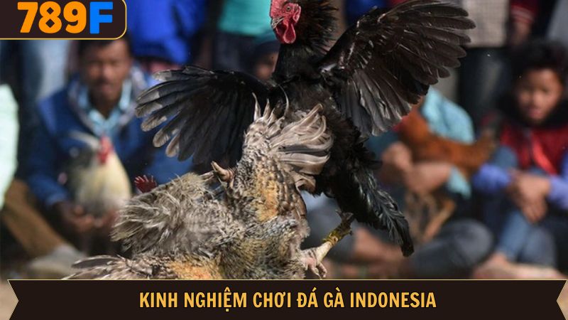 Chia sẻ cách đặt cược đá gà hiệu quả tại 789F